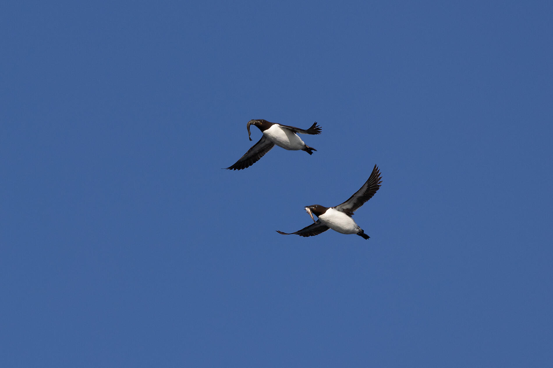 31_RN025-O070922_Thick-billed-murres-with-prey-off-Akpatok-Island-Canada-NW-Passage©PONANT-Photo-Amb.jpg