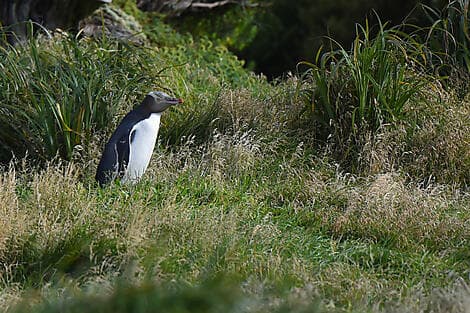 Jan 17, 26 - Enderby Island, Auckland Islands