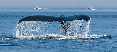 Aug 10, 27 - Tadoussac