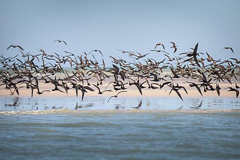 Jul 10, 27 - Lacepede Islands