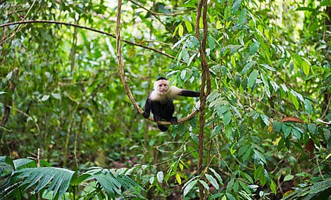 Jan 1, 27 - Manuel Antonio National Park