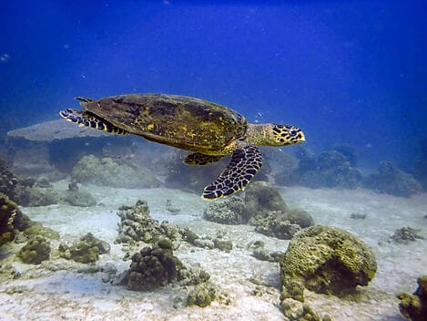 Mar 10, 26 - Nosy Tanikely