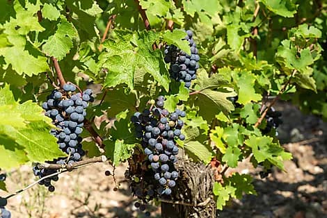 Oct 1, 26 - Pauillac