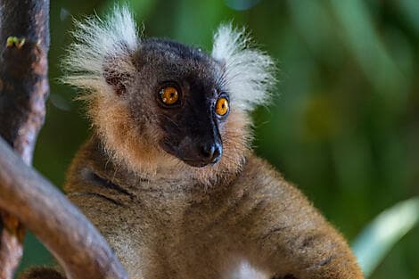 Mar 10, 26 - Nosy Komba