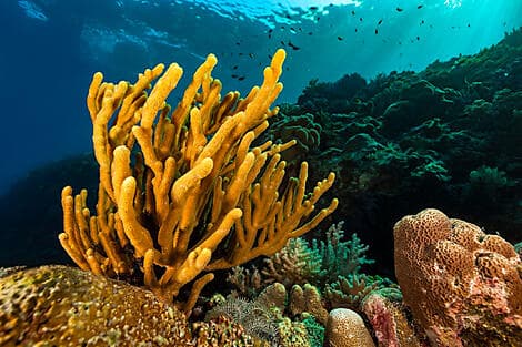 Dec 9, 26 - Barat Daya Islands