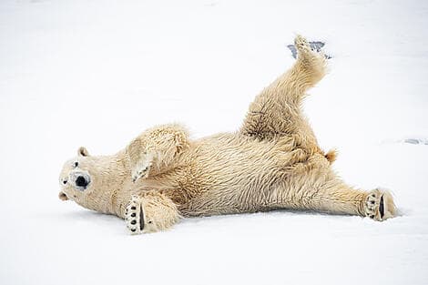 Jun 13, 27 > Jun 16, 27 - Exploration of North-East Greenland