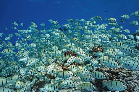 Dec 1, 26 - Makatea, Tuamotu Islands