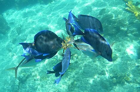 Jan 19, 27 - Norman Island