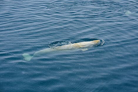 Mar 19, 27 - Sailing Saint Lawrence Gulf