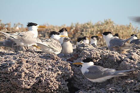 Aug 10, 26 - Abrolhos Islands Marine Park