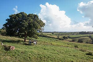 Guadeloupean sustainable agriculture