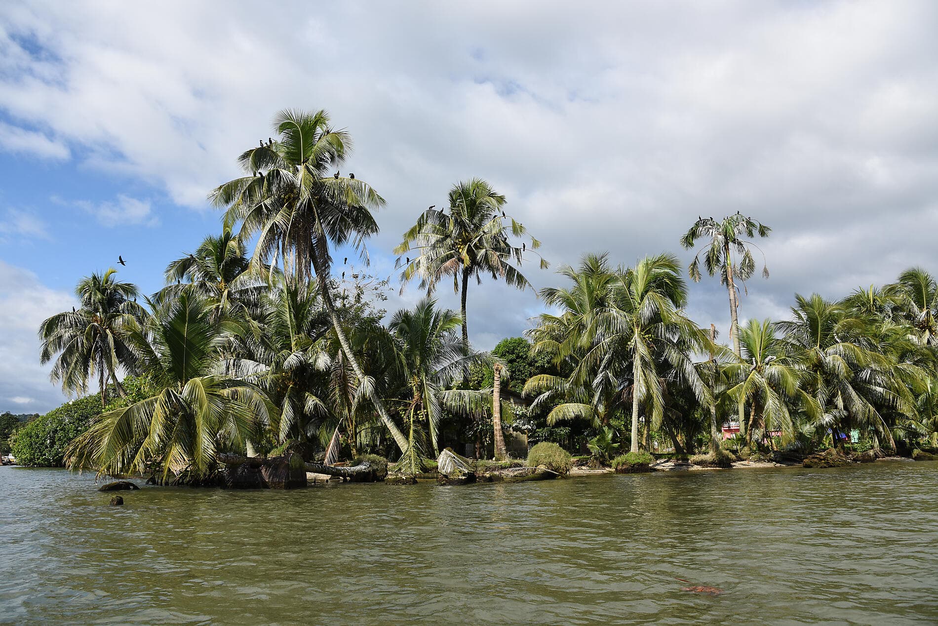A Tropical Odyssey in Central America 
