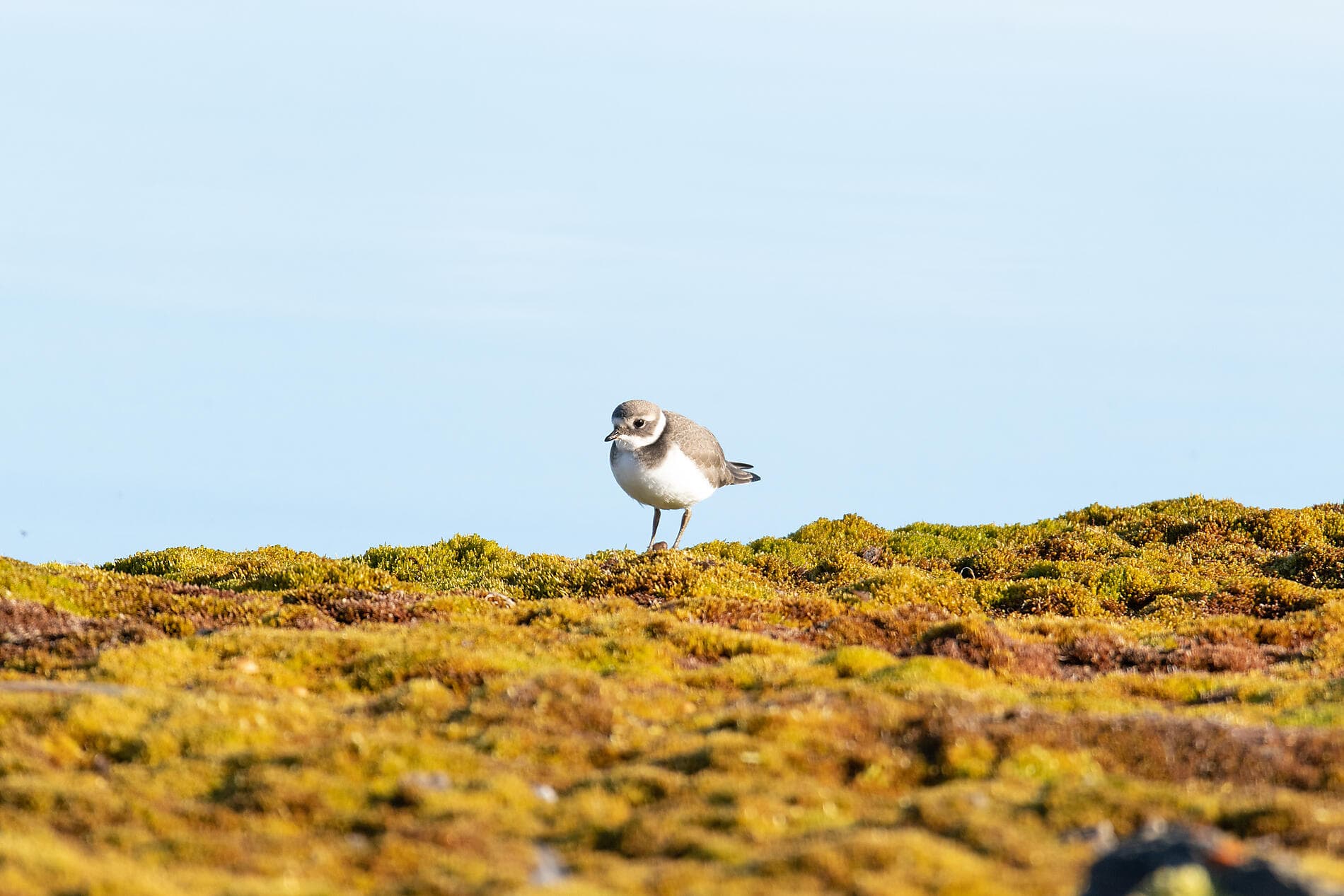 From Svalbard to Iceland: A Polar Odyssey 