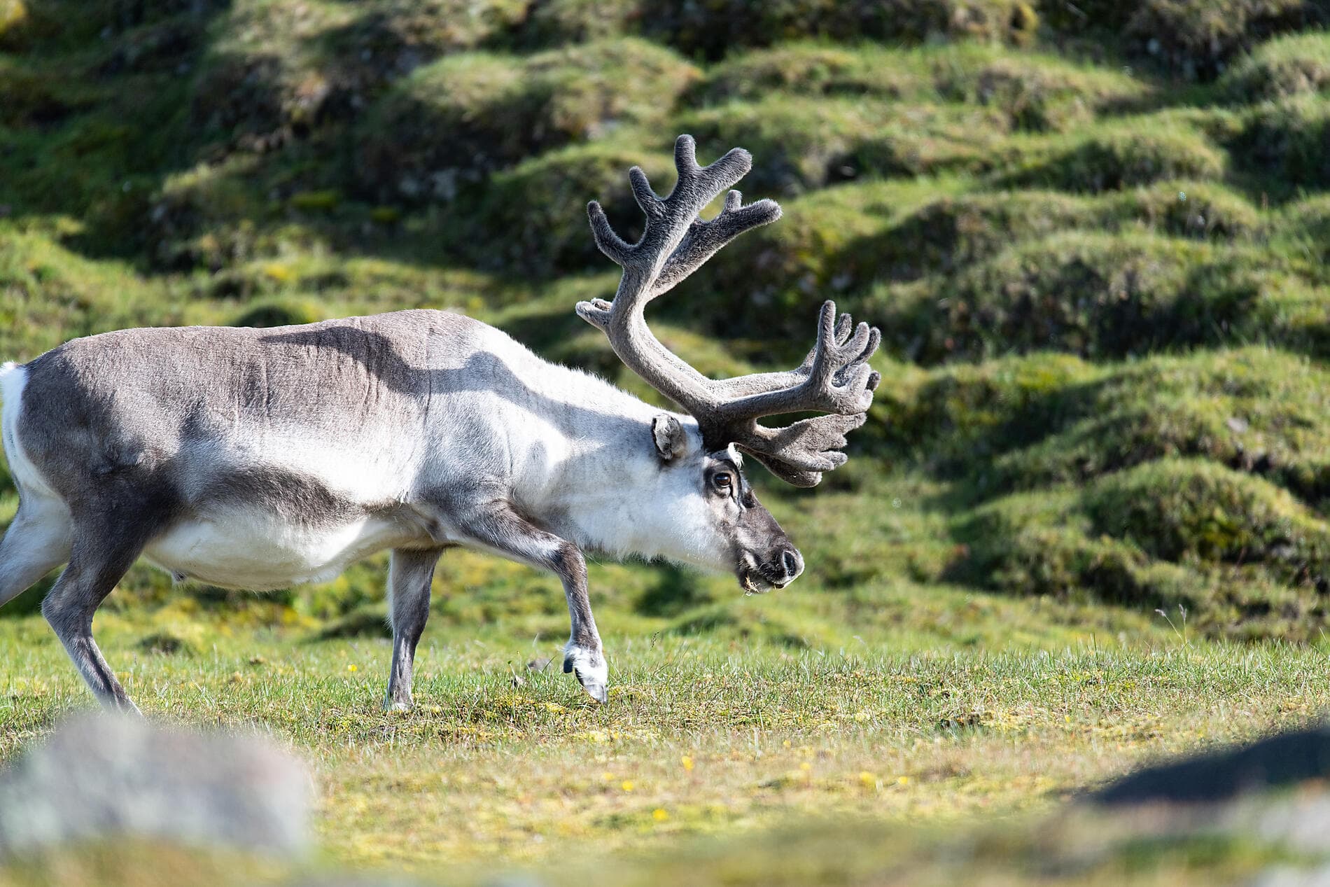 From Svalbard to Iceland: A Polar Odyssey 