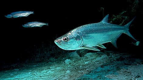 Nov 21, 26 - Kere, Bijagos