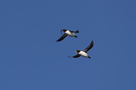 Jun 21, 27 - Sailing in the Hinlopen Strait