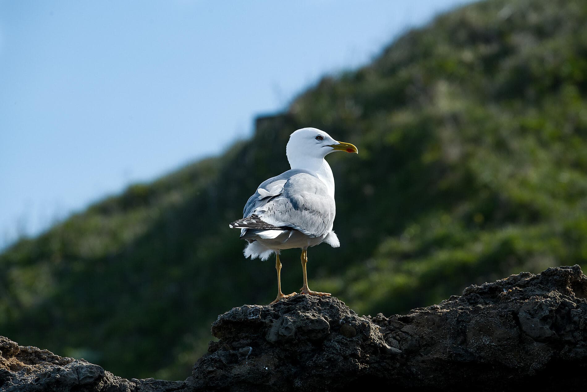 Gastronomy, Vineyards & Grands Crus 