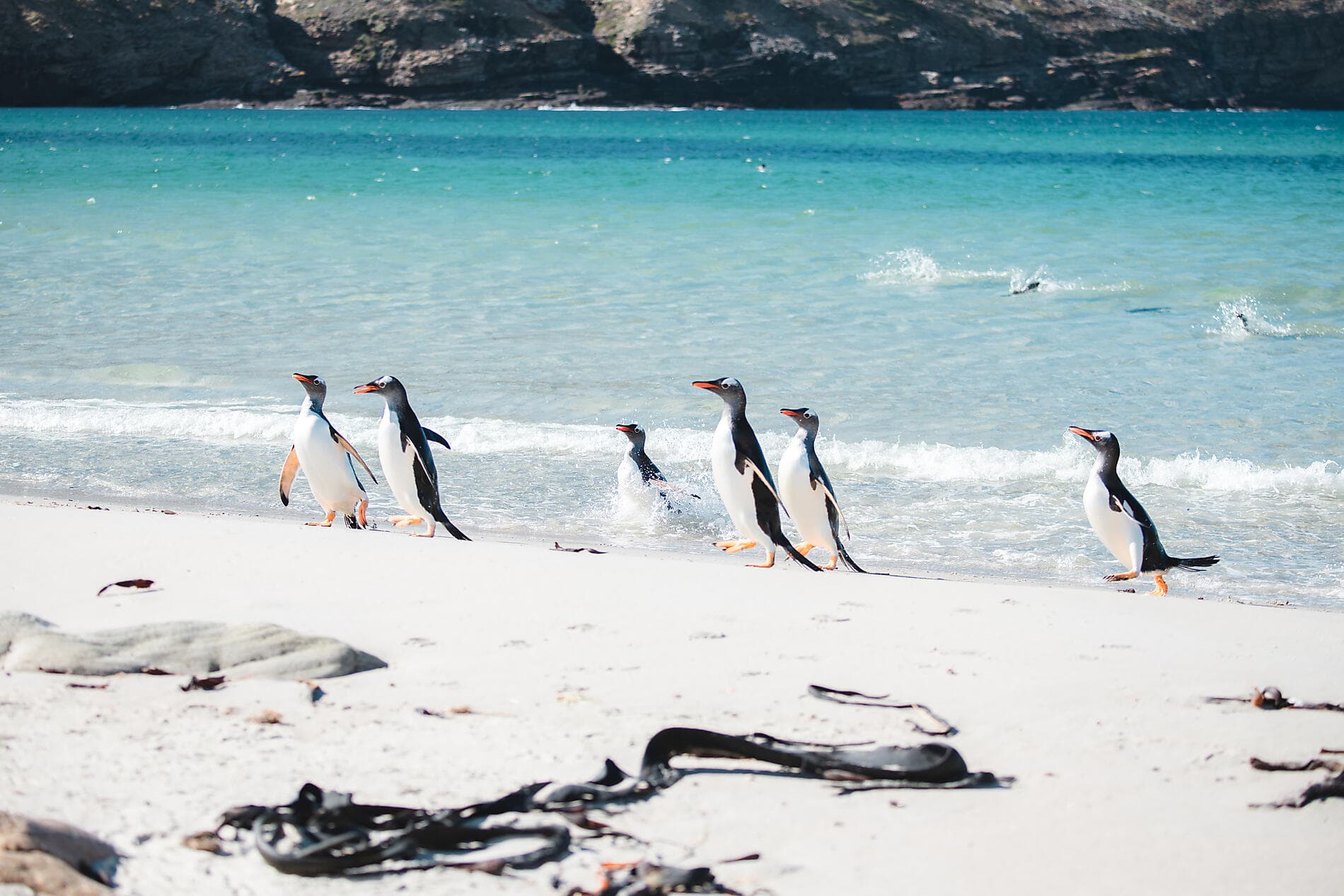 Journey to Austral Lands and Valdes Peninsula 