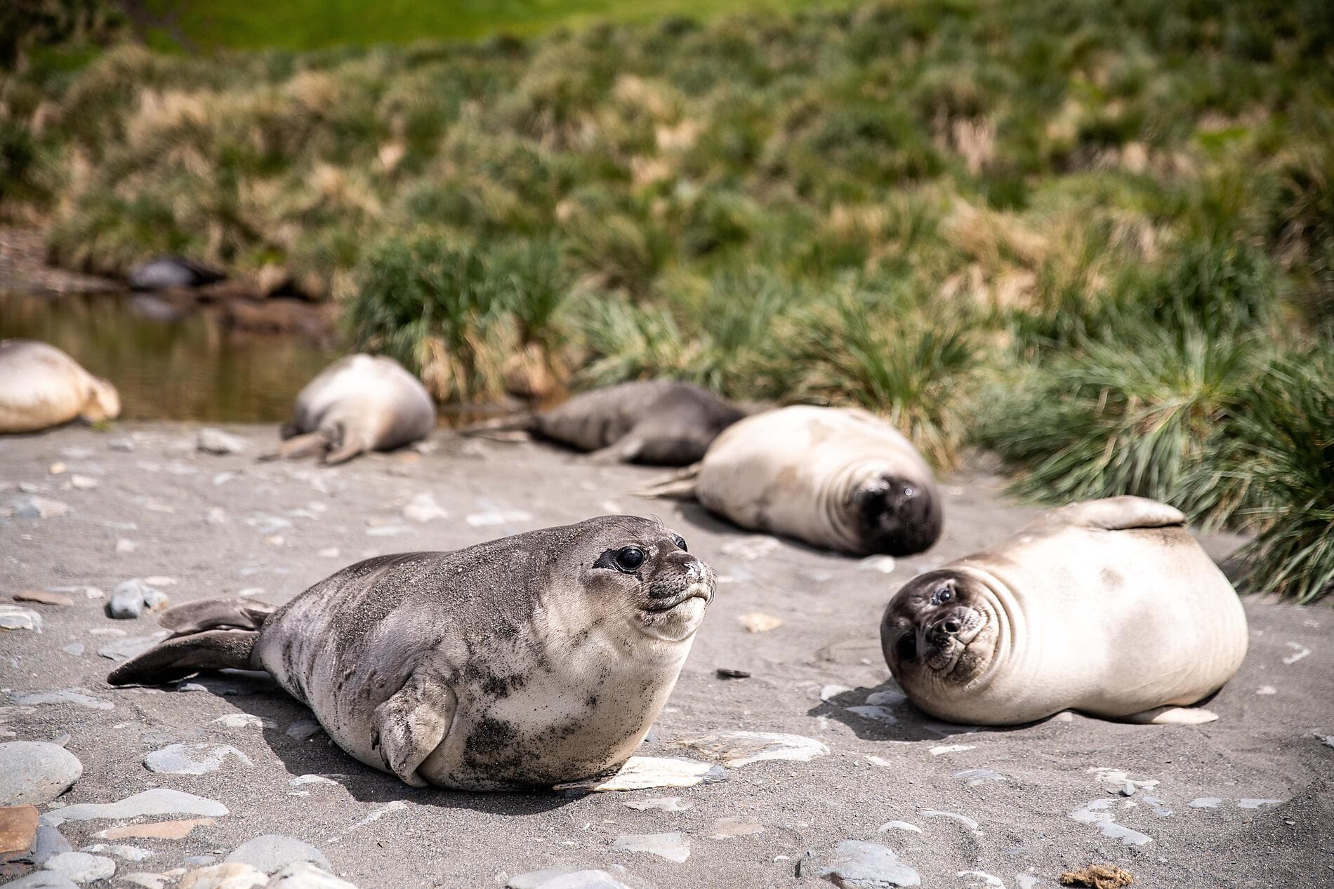 Journey to Austral Lands and Valdes Peninsula 