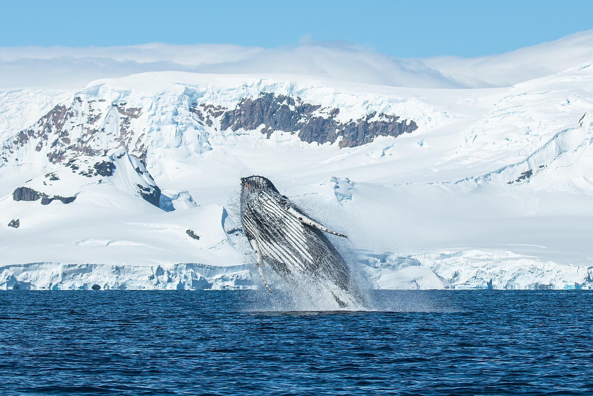 Antarctica: The White Continent – with Smithsonian Journeys