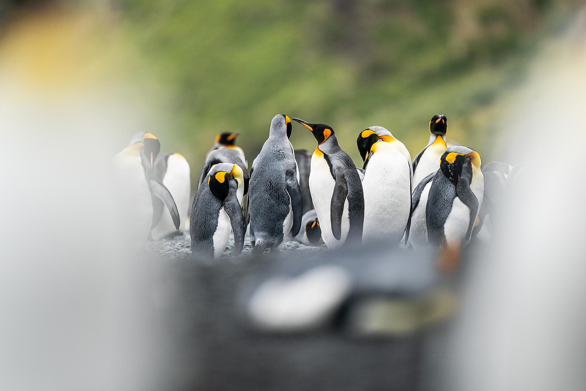 Expedition to New Zealand’s Subantarctic Islands