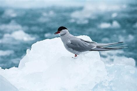 Oct 20, 26 - North-West region of Spitsbergen