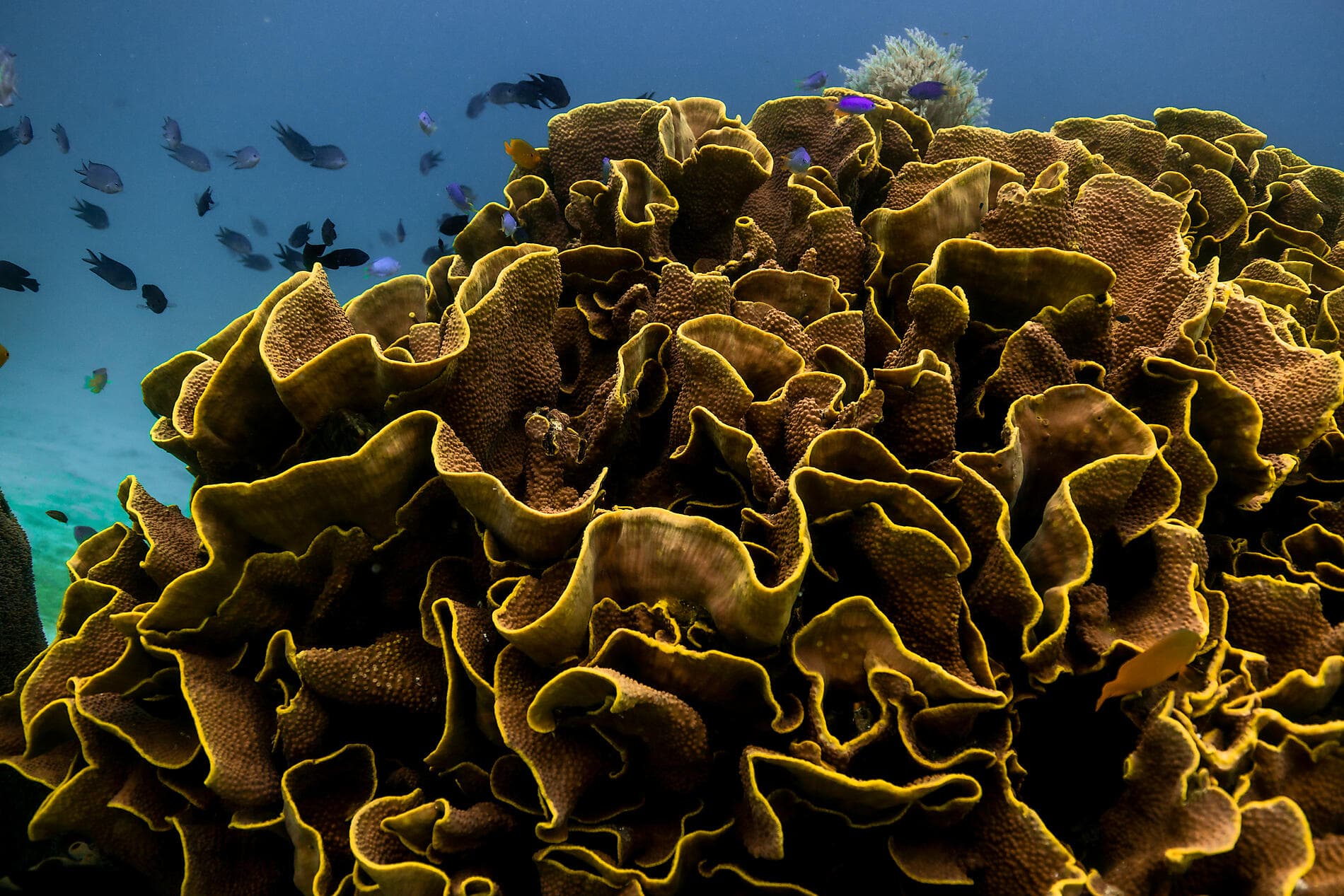 Raja Ampat and the Spice Islands 