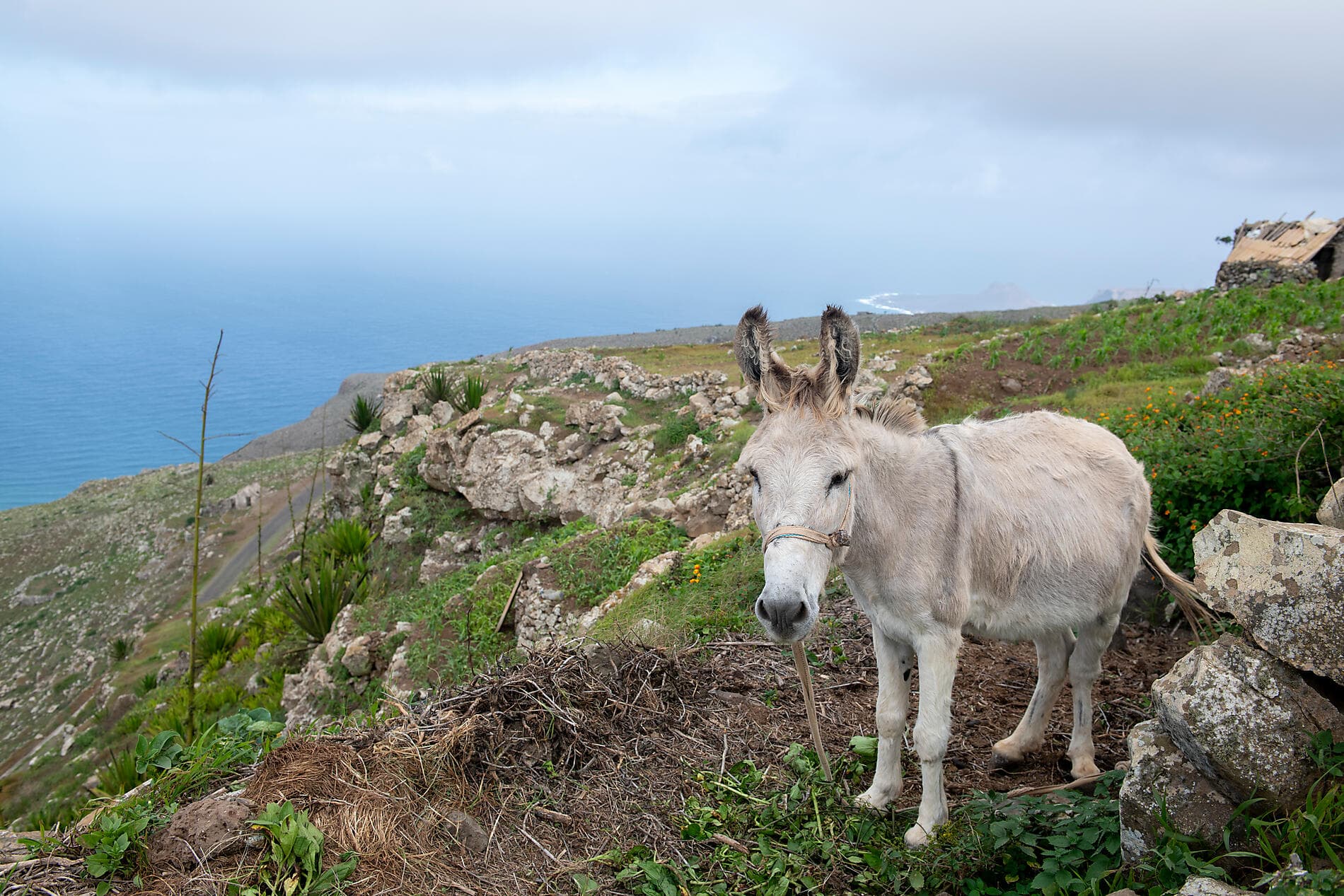 Volcanic landscapes from Canary Islands to Cape Verde 