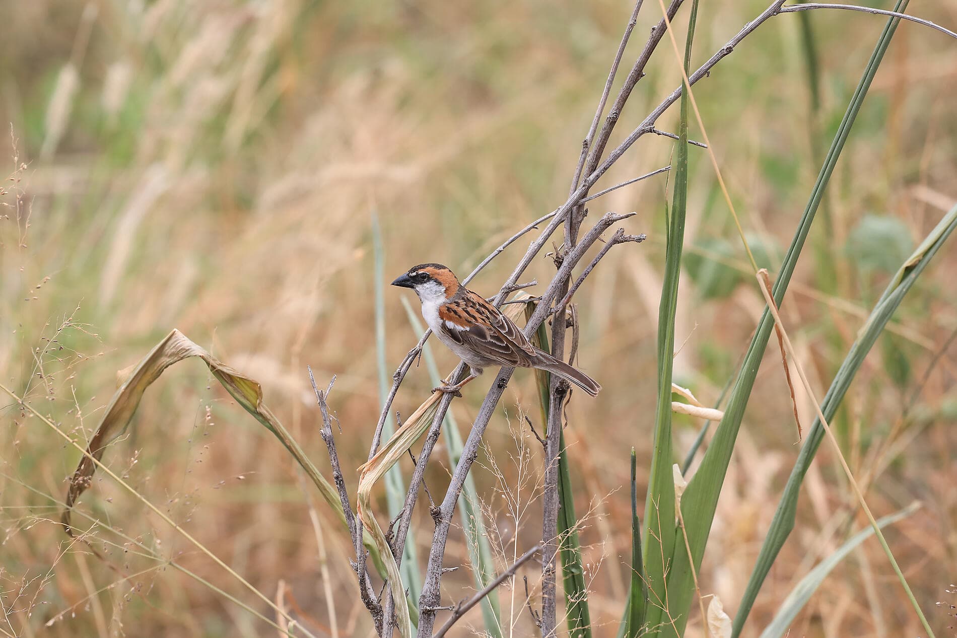 Volcanic landscapes from Canary Islands to Cape Verde 