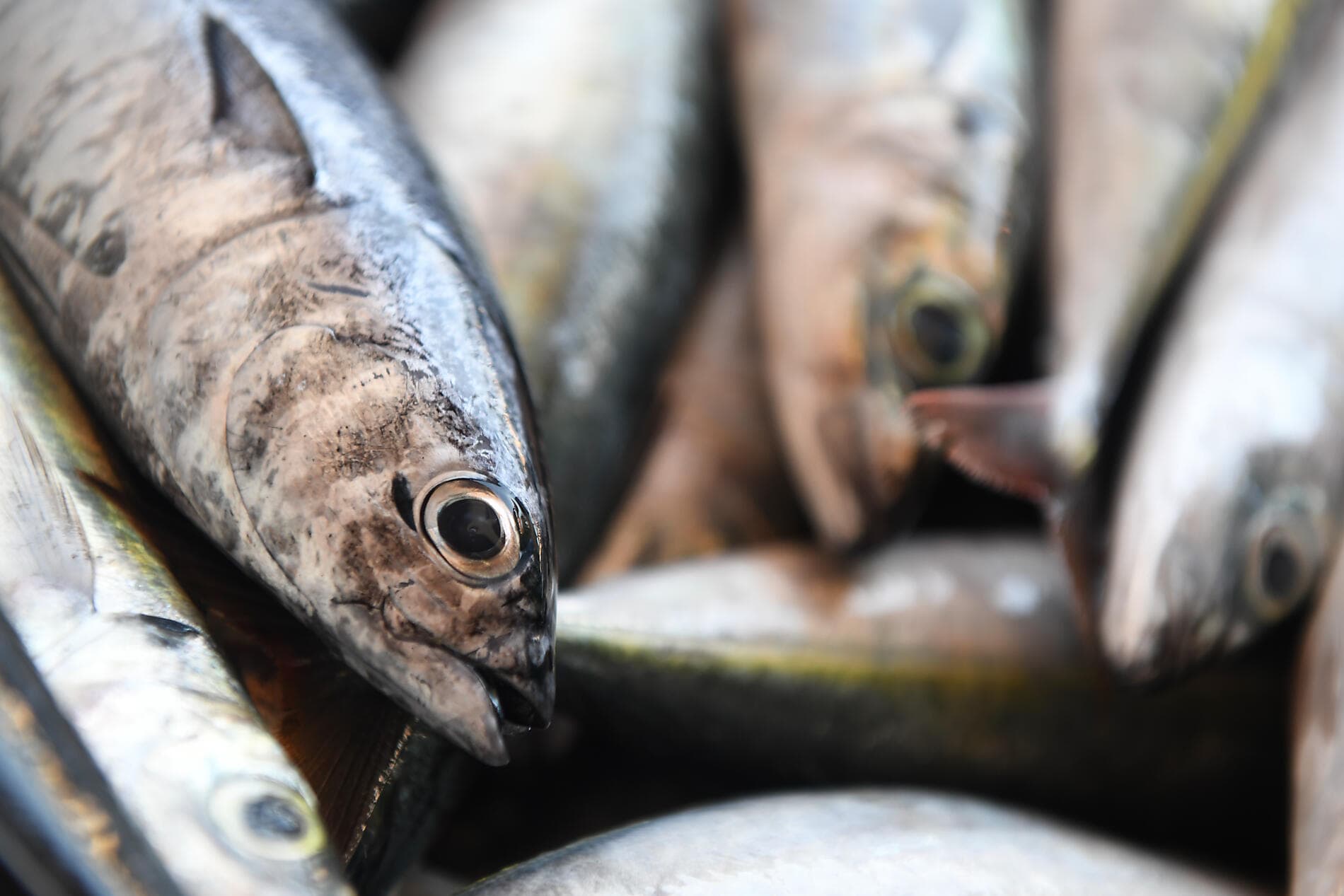 Volcanic landscapes from Canary Islands to Cape Verde 
