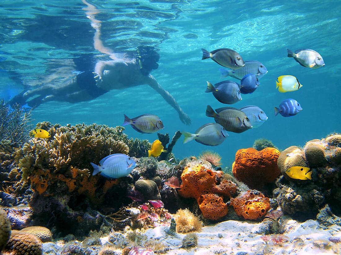 The Great Barrier Reef and the Cairns rainforest (3 nights)