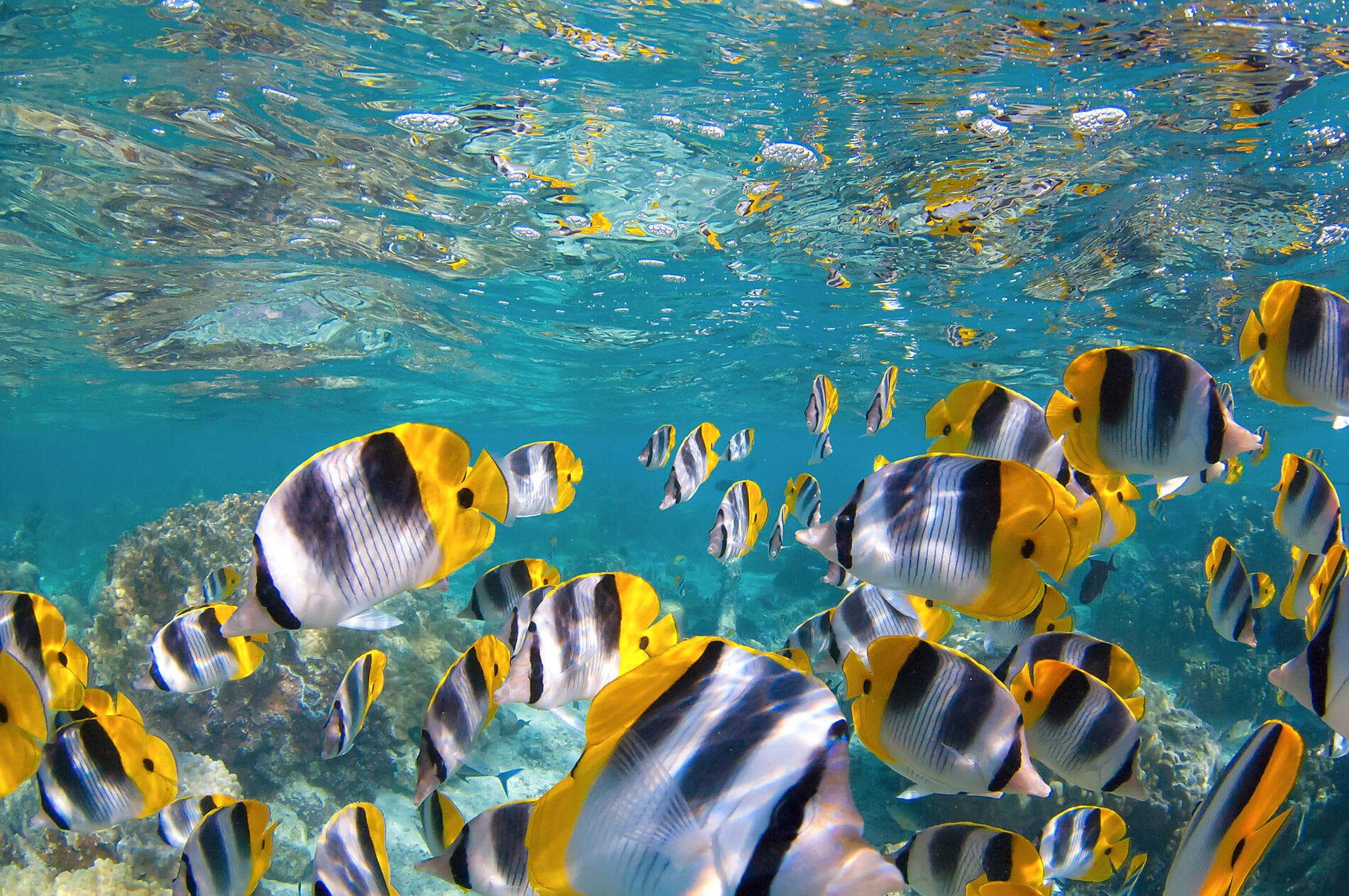 The Essentials of the Caribbean