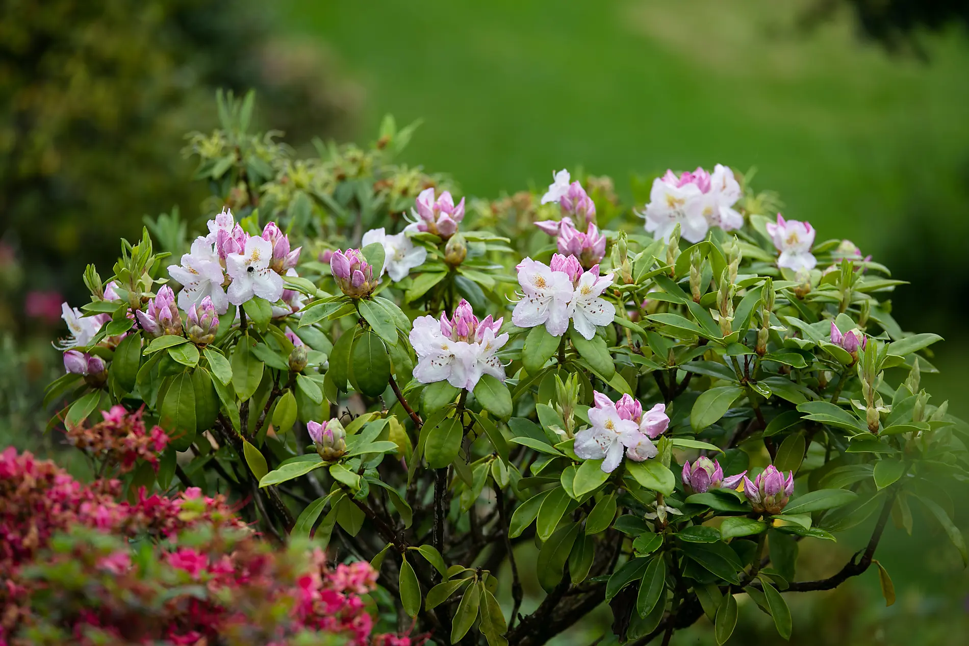 Circumnavigation of the Emerald Isle 