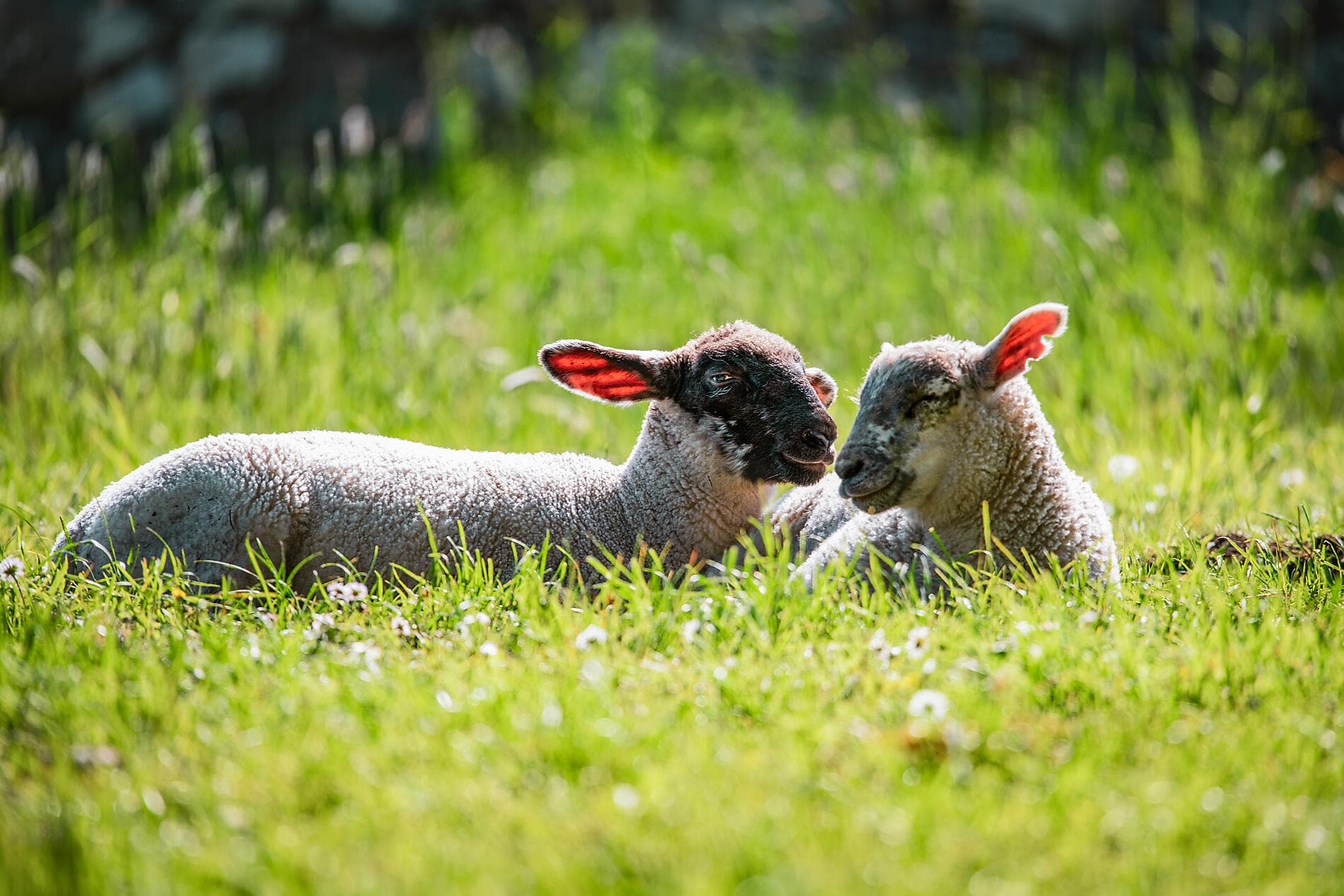 Circumnavigation of the Emerald Isle 