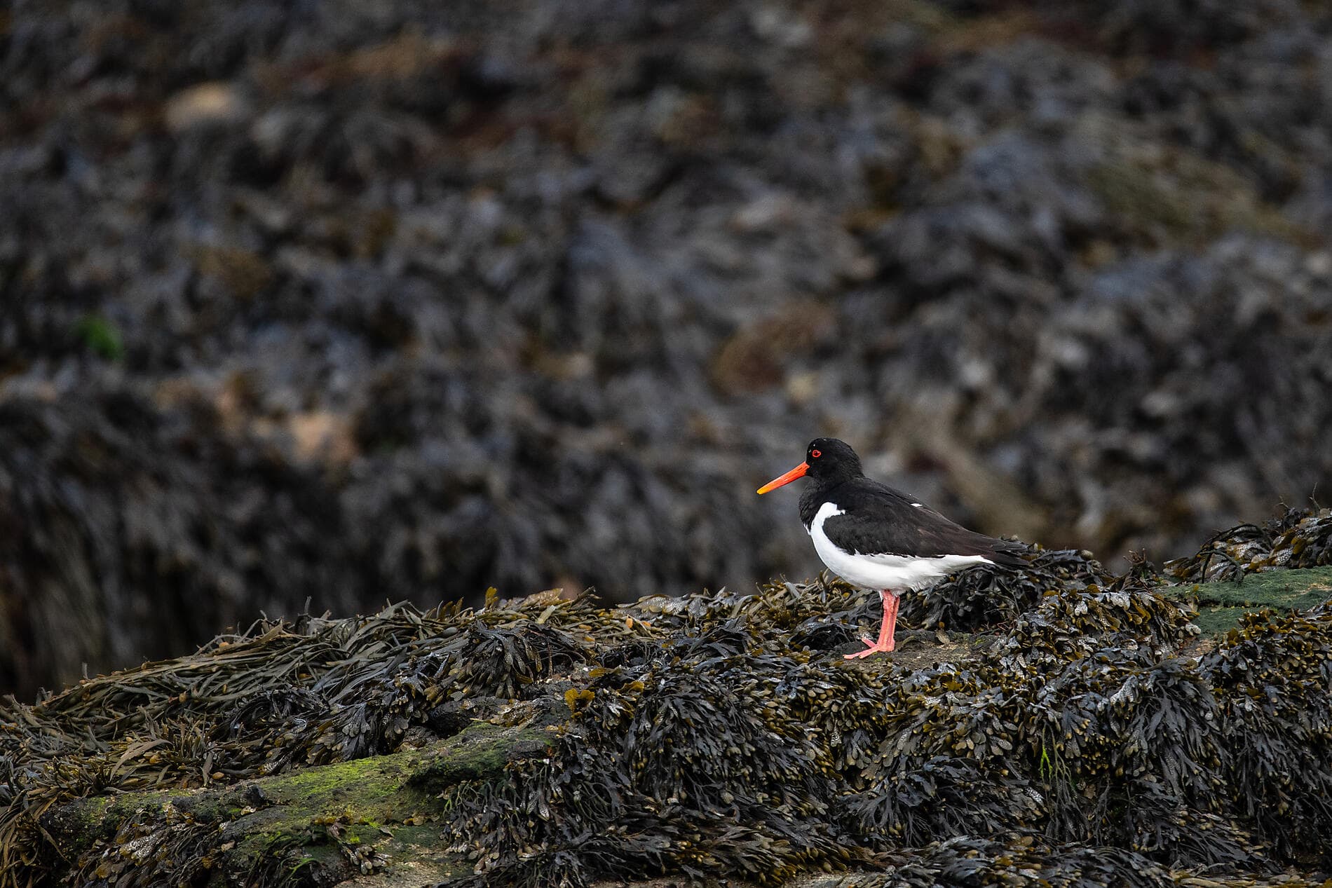 From Ireland to Scotland: A Journey through Celtic Lands 