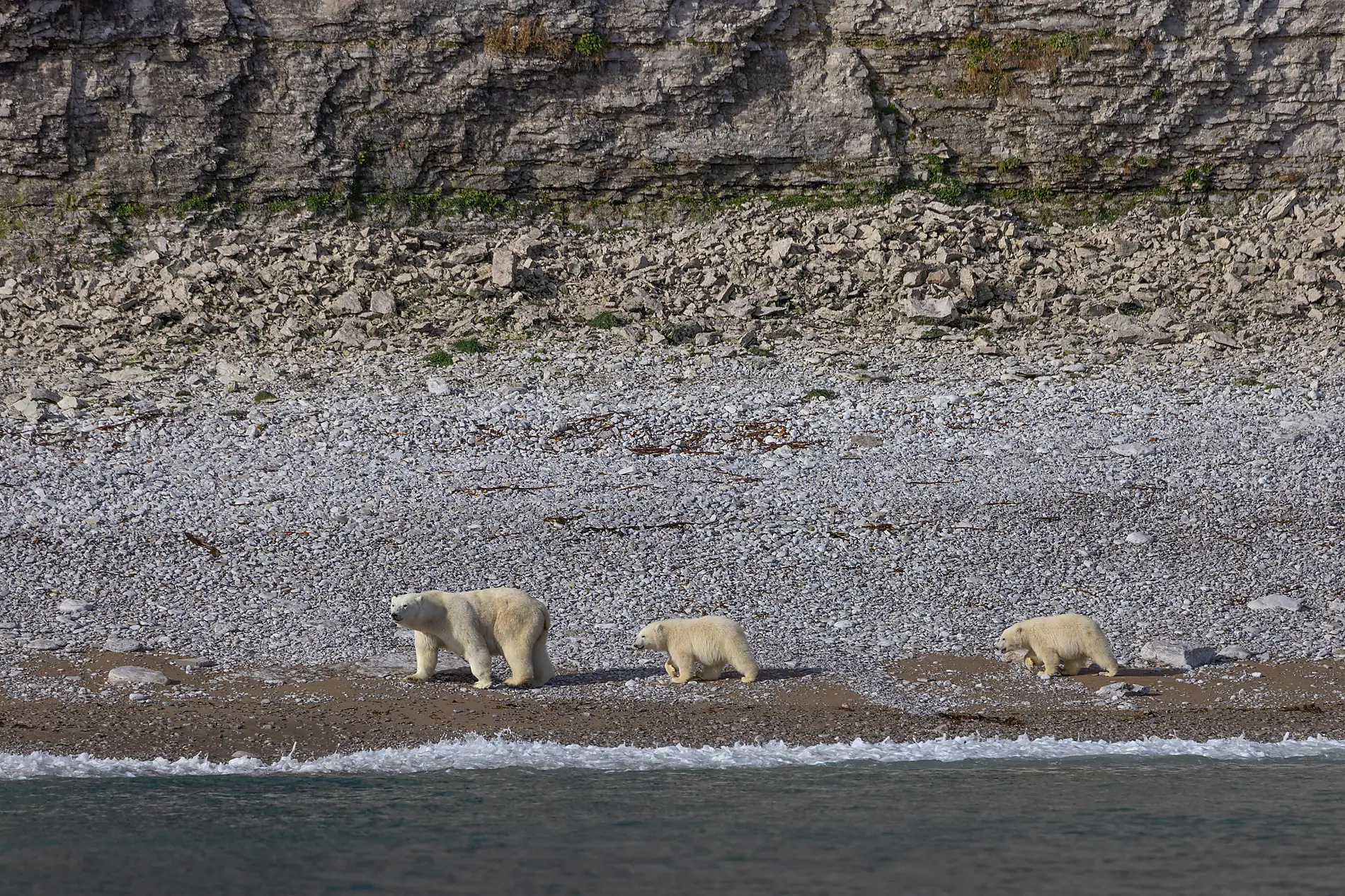 Wilderness from Greenland to the East Coast of Canada