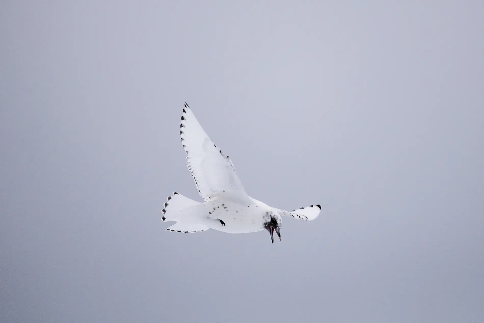 The Geographic North Pole and the east coast of Greenland  