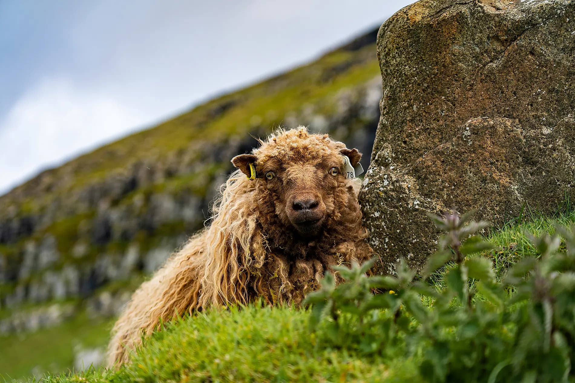 The wild archipelagos of the North Atlantic  