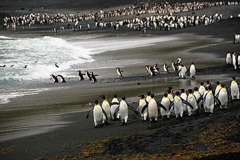 Jan 19, 26 > Jan 20, 26 - Macquarie Island
