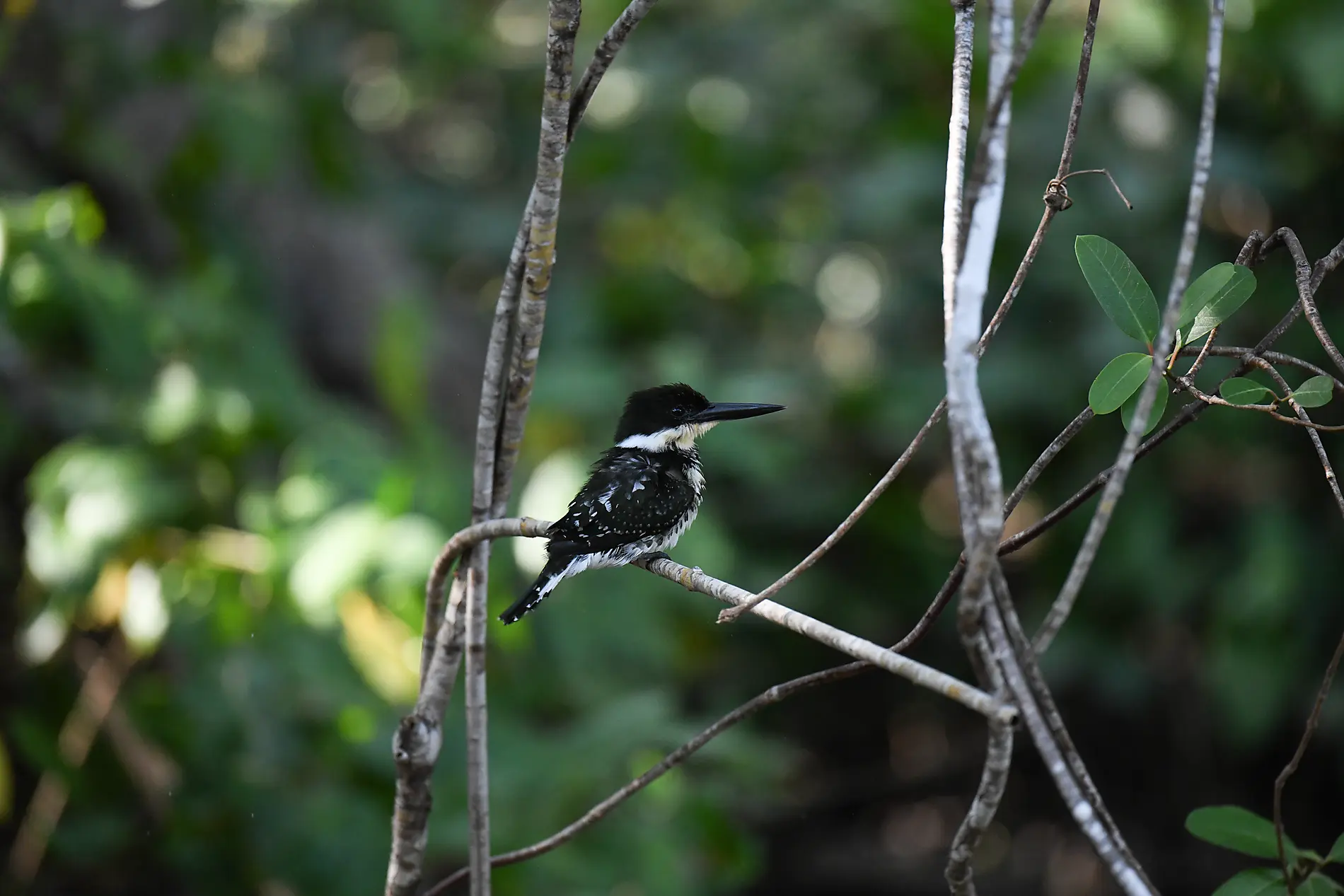 From Panama’s wild beauty to Peruvian shores 