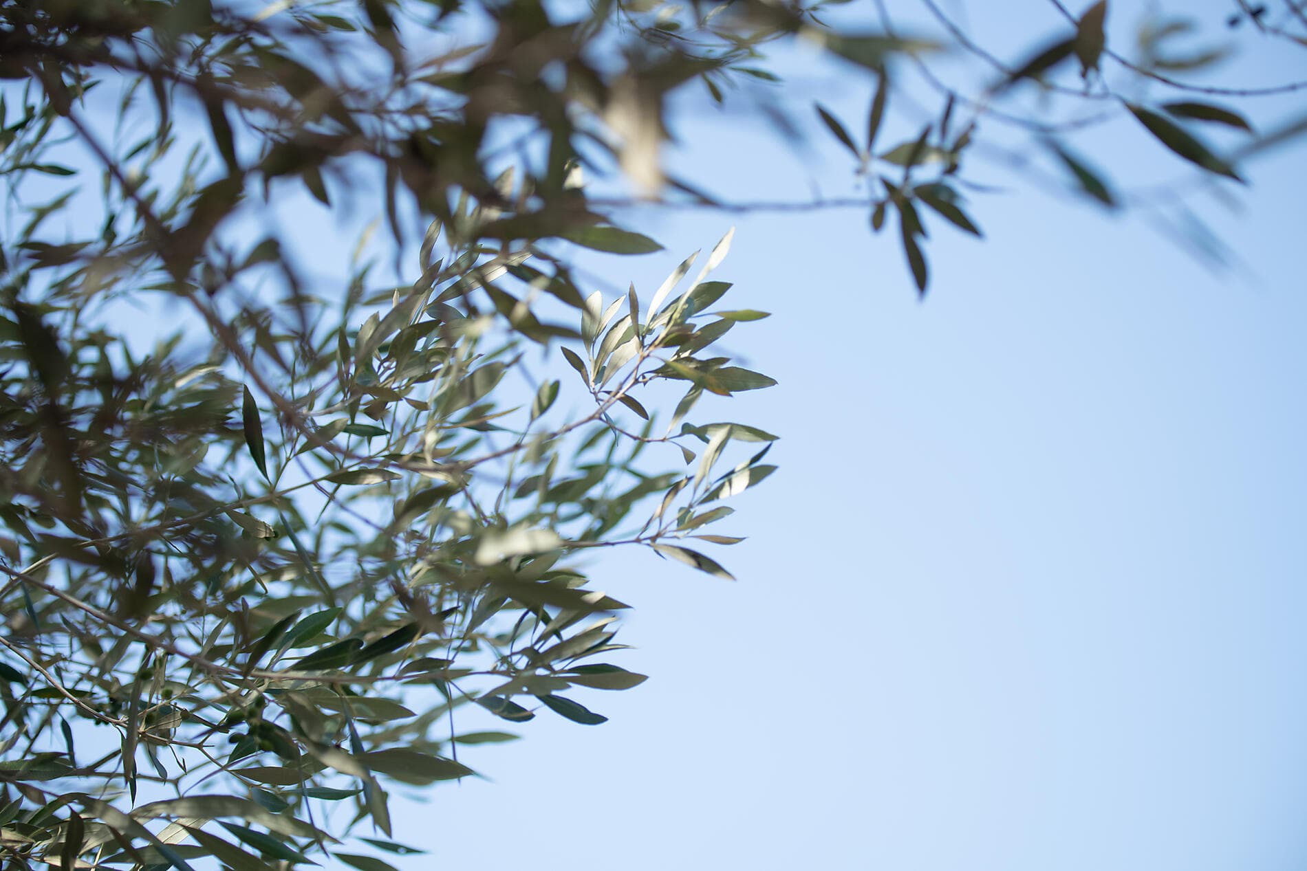 An Autumn Escape: Côte d’Azur, Italian Riviera & Corsica 