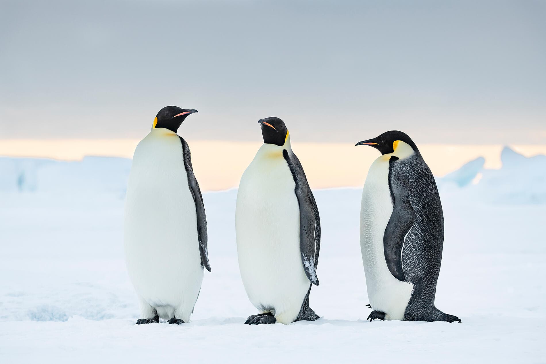 The Emperor Penguins of Weddell Sea 