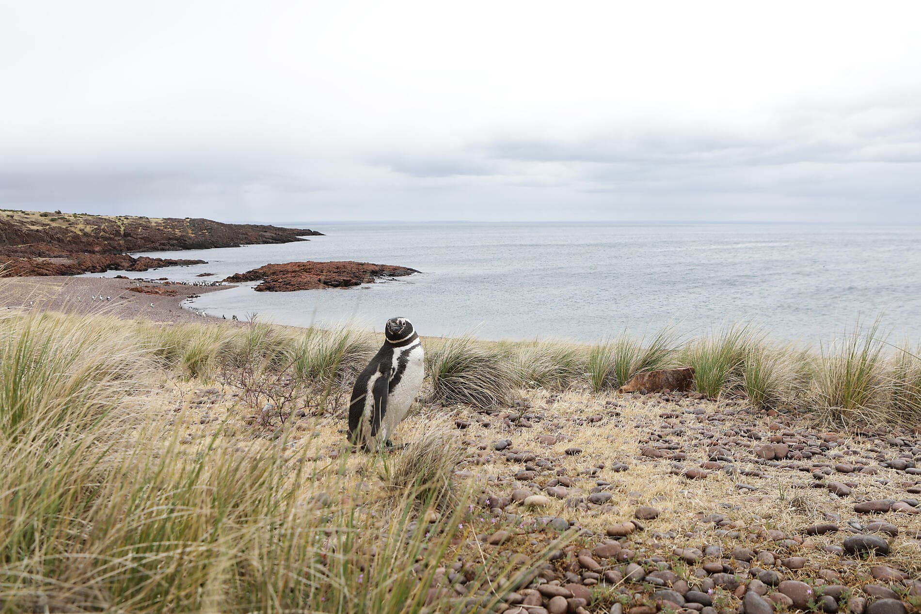 Falklands, South Georgia & Valdes Peninsula: in the Heart of the Wilderness 