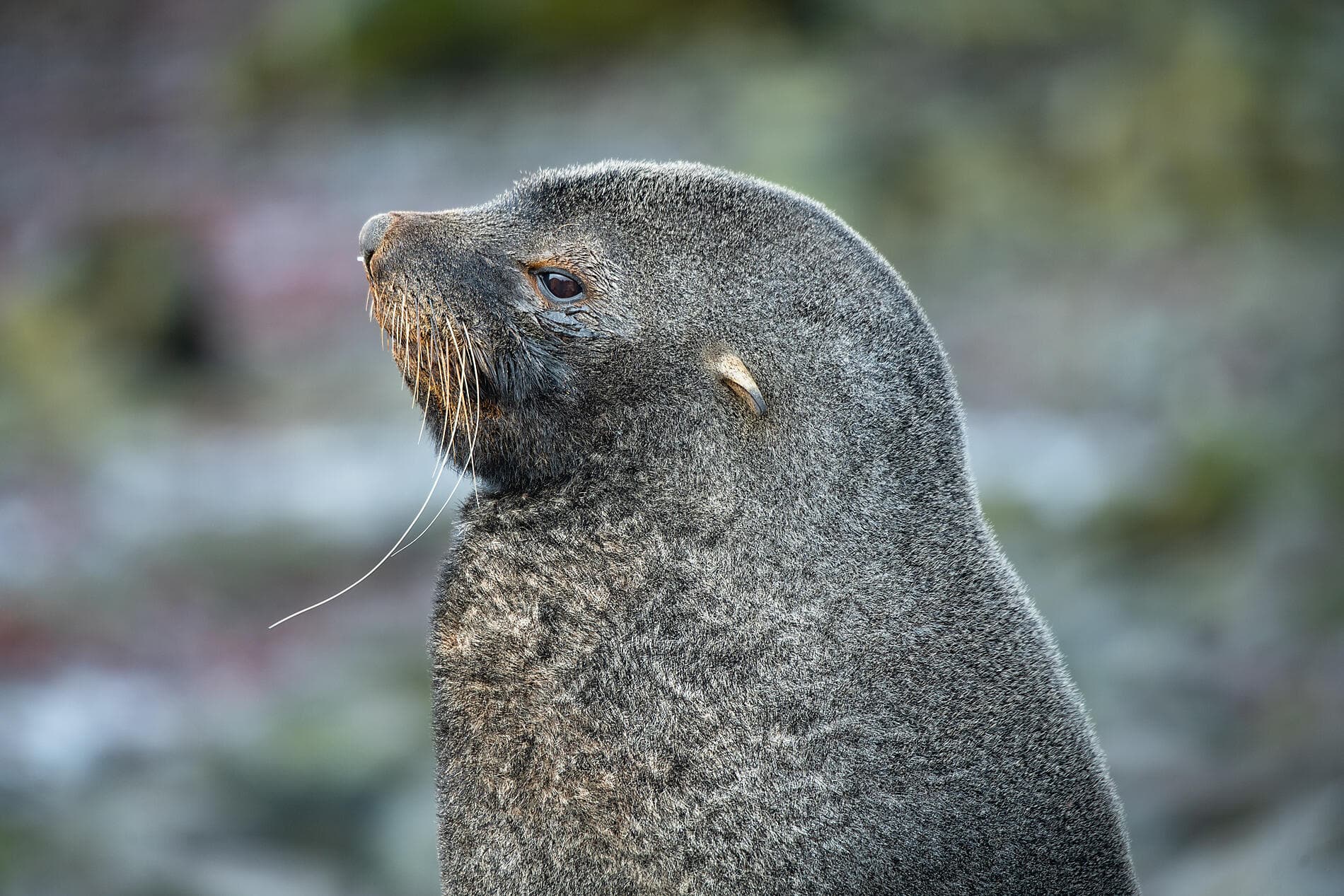 Falklands, South Georgia & Valdes Peninsula: in the Heart of the Wilderness 