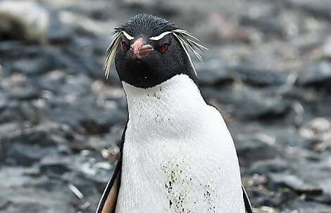 Nov 19, 26 - The Neck, Saunders Island