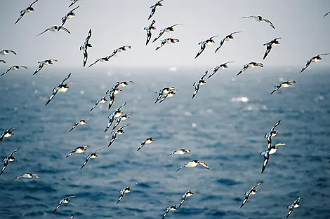 Jan 15, 26 > Jan 16, 26 - Crossing the Drake Passage