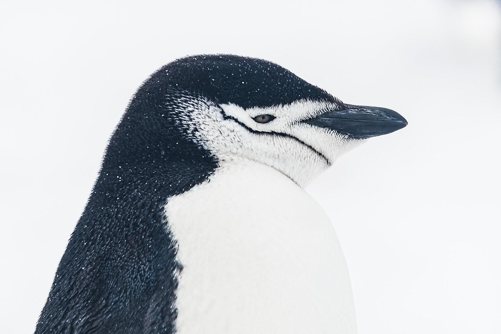 Balleny island - Chinstrap Penguin©StudioPONANT-VioletteVAUCHELLE-2.jpg