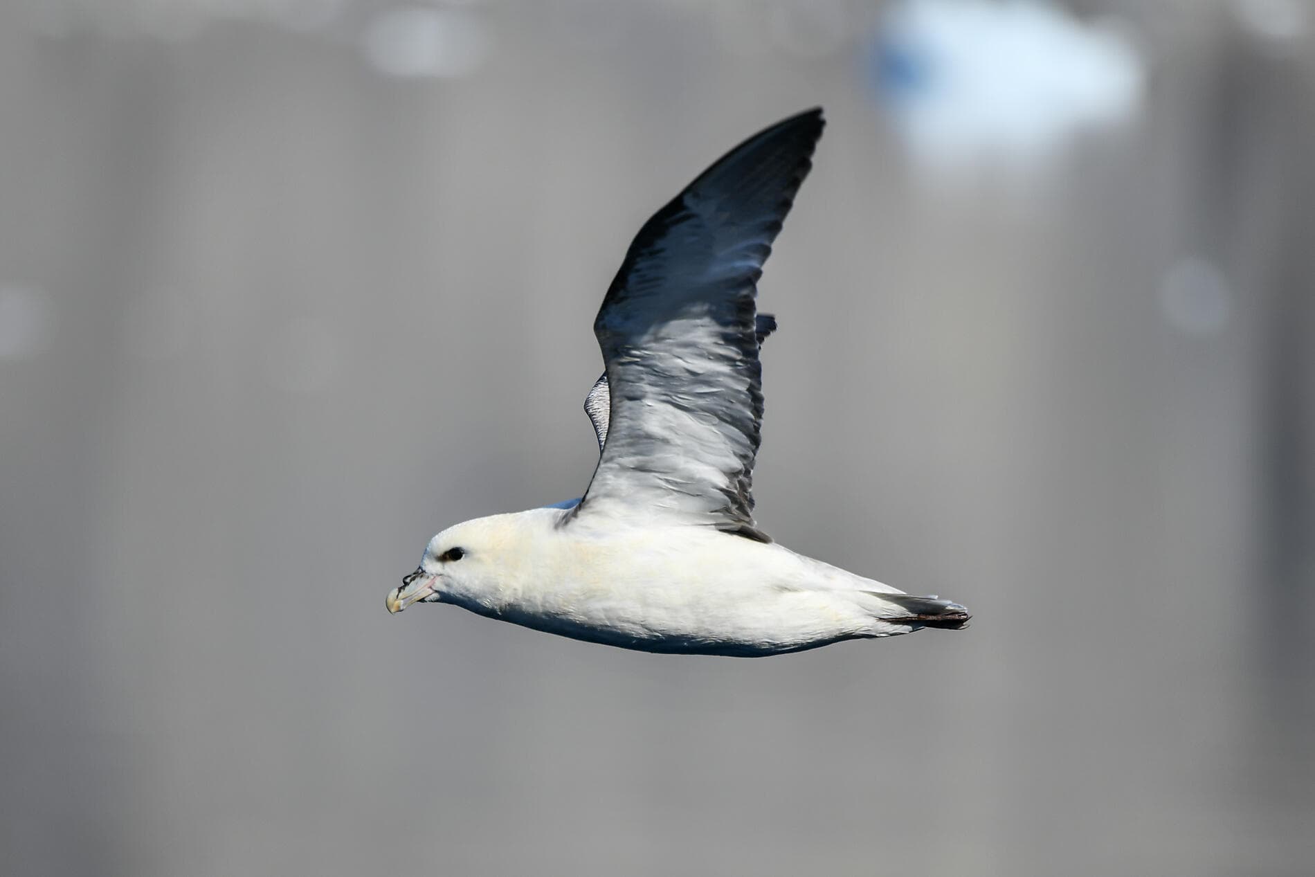 Expedition to the Thule Region